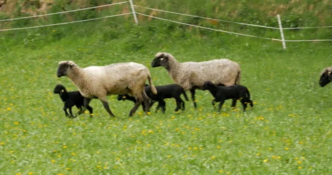 Running smallsheeps 1 库存影片 90625563