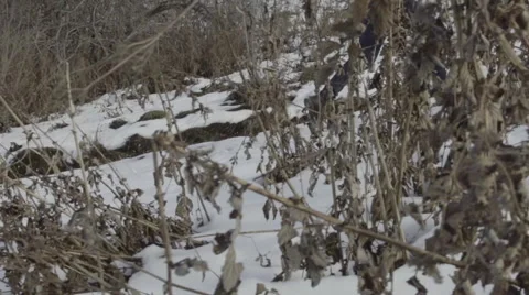 Running in snow 2 動画素材 62894840