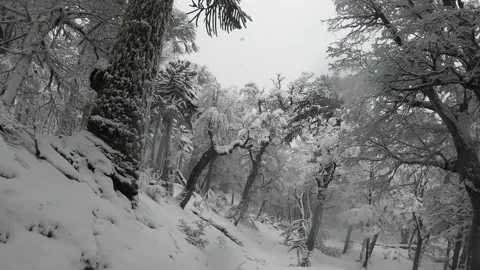 Running in the snow  Stock Footage 157162422