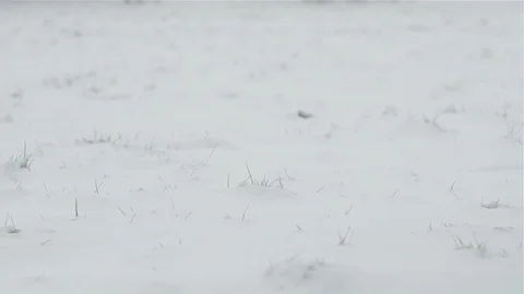 Running with snow sled in slow motion Stock Footage 86748299