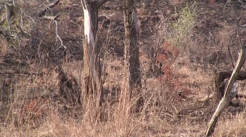 Running Spotted Hyena Stock Footage 2139023