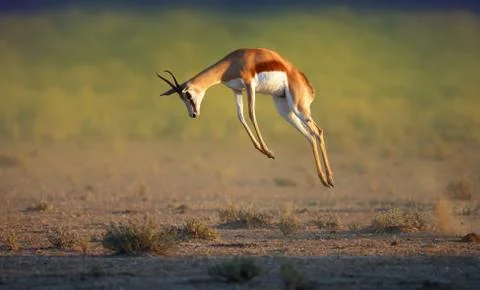 Running springbok jumping high Stock Photos