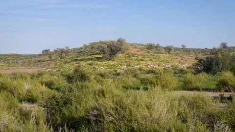 Running Springboks Stock Footage 132765650