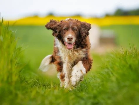 Running springer spaniel Stock Photos