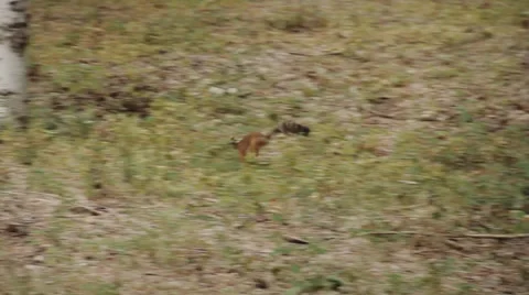 Running squirrel 動画素材 33837794