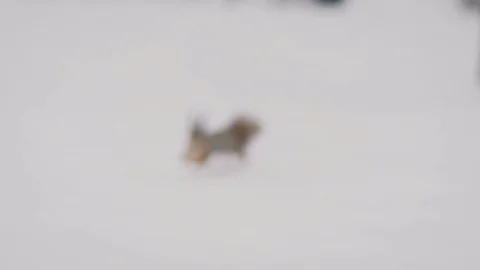 Running Squirrel. A nimble squirrel runs in the snow in winter. Video stock 120133513
