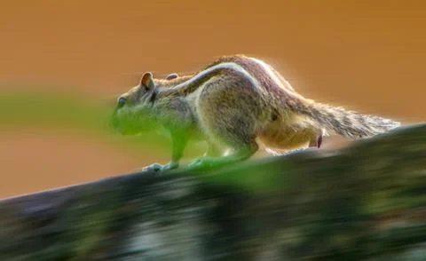 The running squirrel Stock Photos