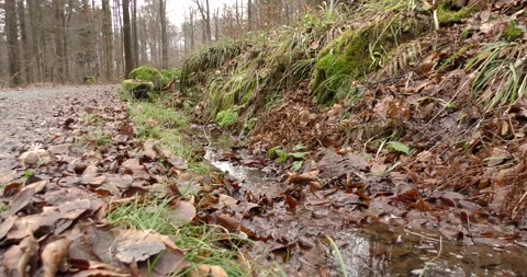 Running stream with clear water in the forest in the mountainous area in late 库存影片 169138351