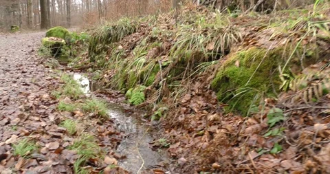 Running stream with clear water in the forest in the mountainous area in late Vídeos de archivo 169138806