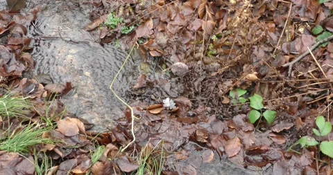Running stream with clear water in the forest in the mountainous area in late 库存影片 169139758