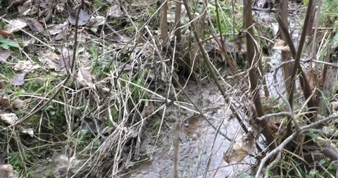 Running stream with clear water in the forest in the mountainous area in late 库存影片 170259845