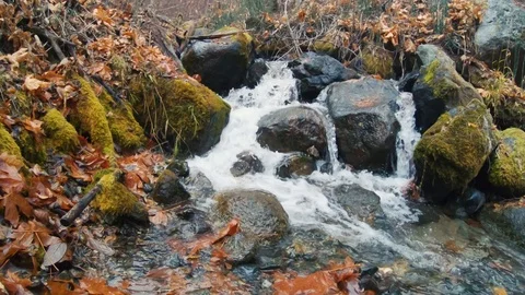 Running stream with fall leaves 動画素材 127387195
