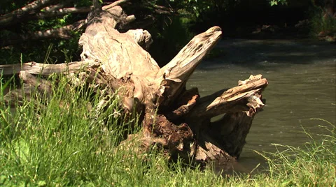 Running Stream Vídeo Stock 35727456