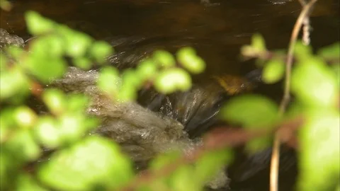 A running stream in a forest Stock Footage 86264369