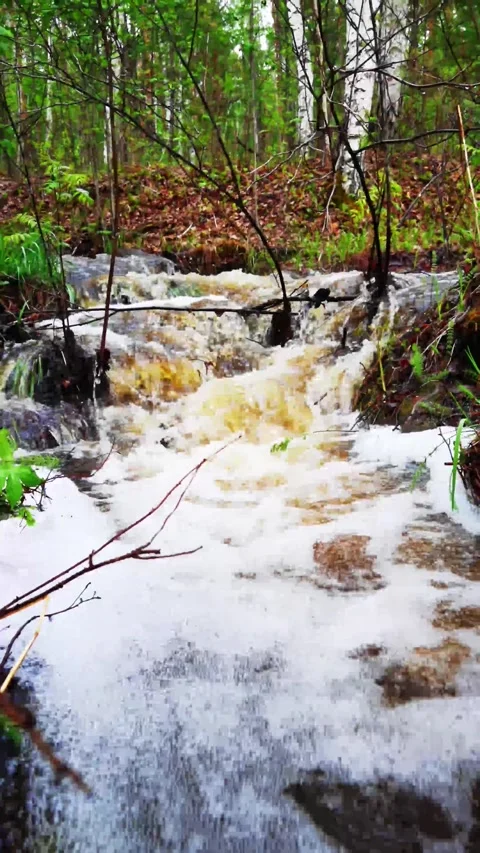 Running stream in the forest Video stock 196165179