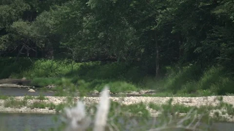 Running stream, grass Stock Footage 171340913