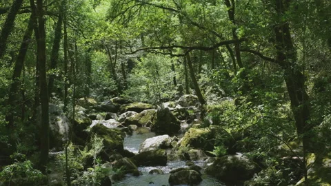Running stream in green springtime forest Stock Footage 152712899
