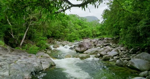 Running stream in the middle of a rainforest Stock Footage 204015022