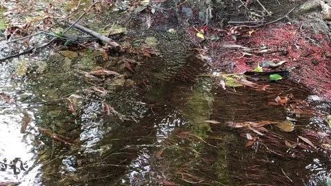 Running Stream over Log Stock Footage 87059444