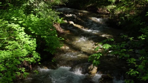Running Stream River Henry Cowell Park in Redwood Forest Northwest California Video stock 246703199