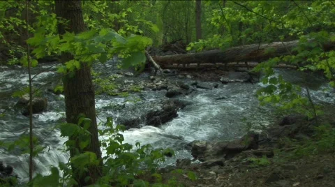 Running stream through windy woods Stock Footage 311908