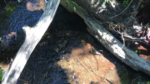 Running Stream Under Tree Stock Footage 87059984