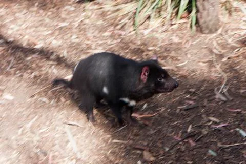 Running Tasmanian Devil. Stock Photos