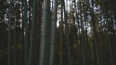 Running through bamboo forest Stock Footage 111912242