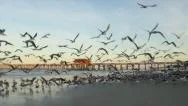 Running Through The Birds Chaos Stock Footage