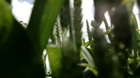 Running through Crop Field POV Stock Footage 11265361