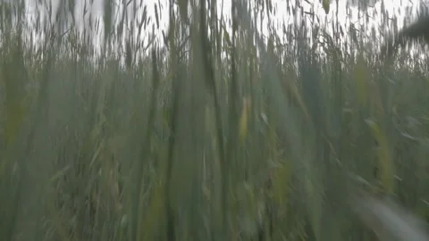 Running through a field of wheat Stock Footage 202067823