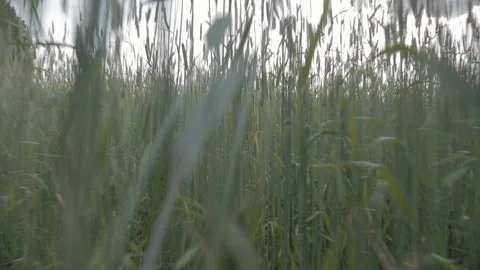 Running through a field of wheat Stock Footage 202067827