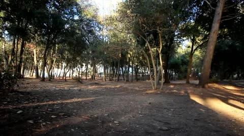 Running through forest Video stock 12104839