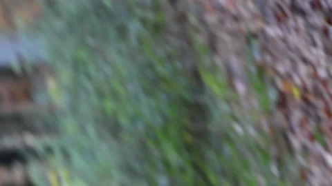 Running through the forest Stock Footage 256649399