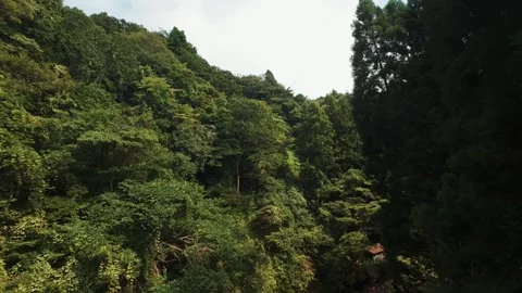 Running through the forest Stock Footage 319907764