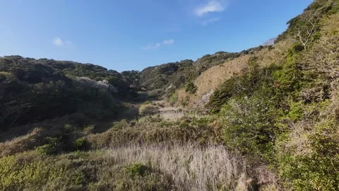Running through the forest Stock Footage 319907768
