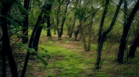 The running through the forest (steadycam) 2 Stock Footage 34380138