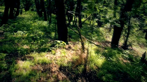 The running through the forest (steadycam) Stock Footage 34380136