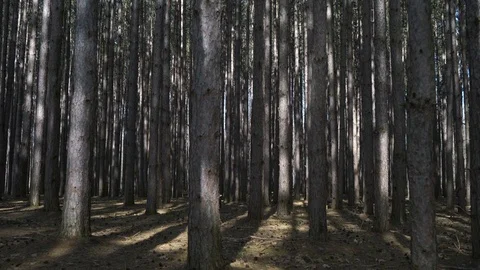 Running through Forest of Tall Pines Stock Footage 75064386