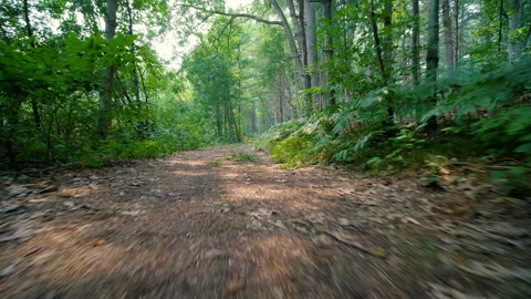 Running Through Forest on Trail Point of View Vidéo 157878769