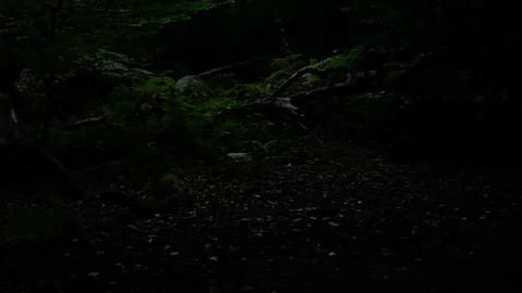 Running through the forest trees passing camera steady cam hd Stock Footage 71761821