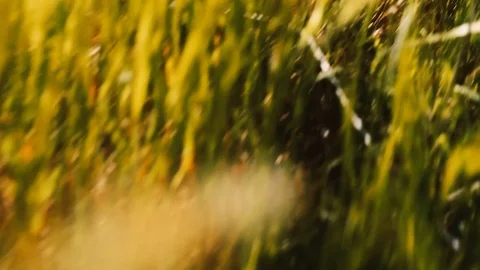 Running through the grass Stock Footage 111275790