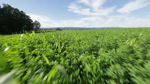 Running Through Green Field Stock Footage 21789583