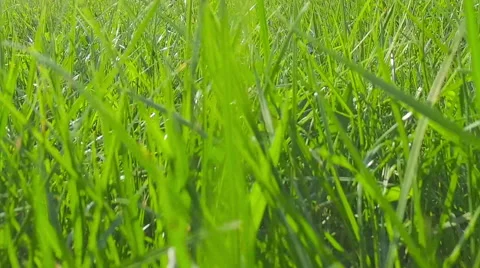 Running through a green grass field on a sunny day Stock Footage 68613544