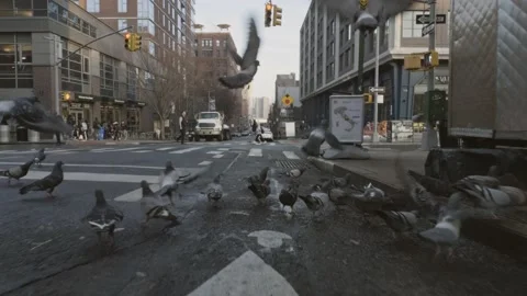 Running through a group of Pigeons in NYC on a gimbal - Slow Motion Video stock 229819852
