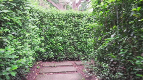 Running through hedge maze. Inside view of garden labyrinth Stock Footage 264266217