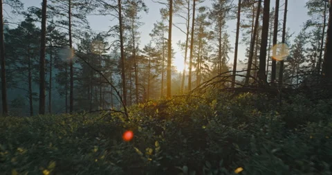 Running through low weeds in forest Stock Footage 254768635
