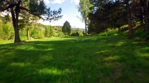 Running Through Lush Green Grass Stockbeeldmateriaal 52037245
