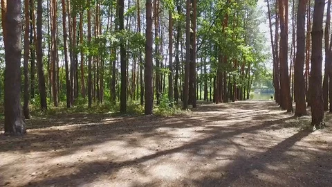 Running through a pine forest in Ukraine with a view of the lake in the Stock Footage 115118746