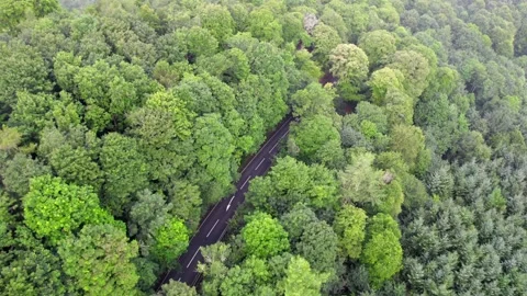 Running through Scottish forest by drone Stock Footage 292008748